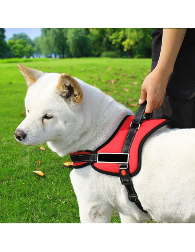 950 Pettorina di addestramento imbottita per...