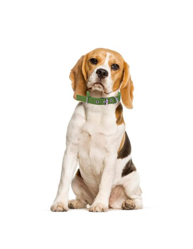 Collare per Cani Phoenix con Fibbia regolabile...