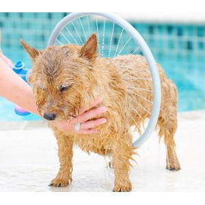 776622 Innovativo sistema per lavaggio cani WASH DOG rondella lavaggio 360° 2