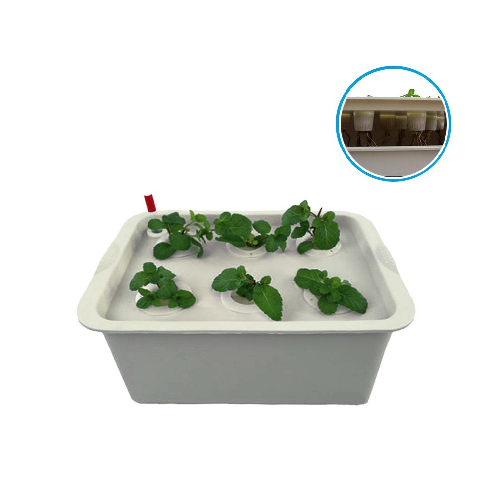 Kit per coltivazione IDROPONICA 4496 con box a 6 fori 41.3 x 27.6 cm