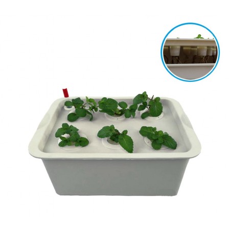Kit per coltivazione IDROPONICA 4496 con box a 6 fori 41.3 x 27.6 cm