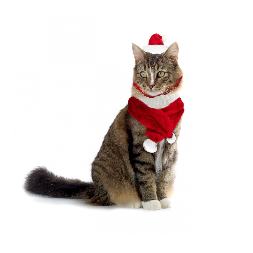 Gatto con cappello di Babbo Natale e campanellino