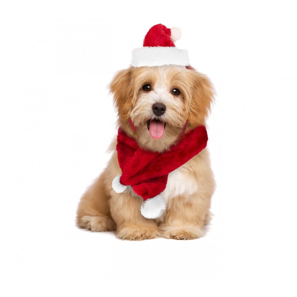 Set sciarpa e cappello BABBO NATALE 064227 ideale per cani di piccola taglia
