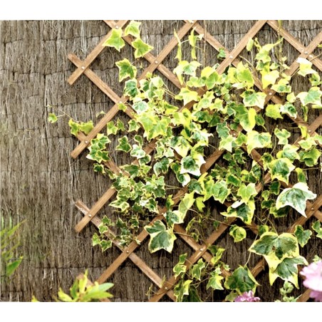 Barriera in legno grigliato estensibile 434013 da 150x30 cm Welkhome