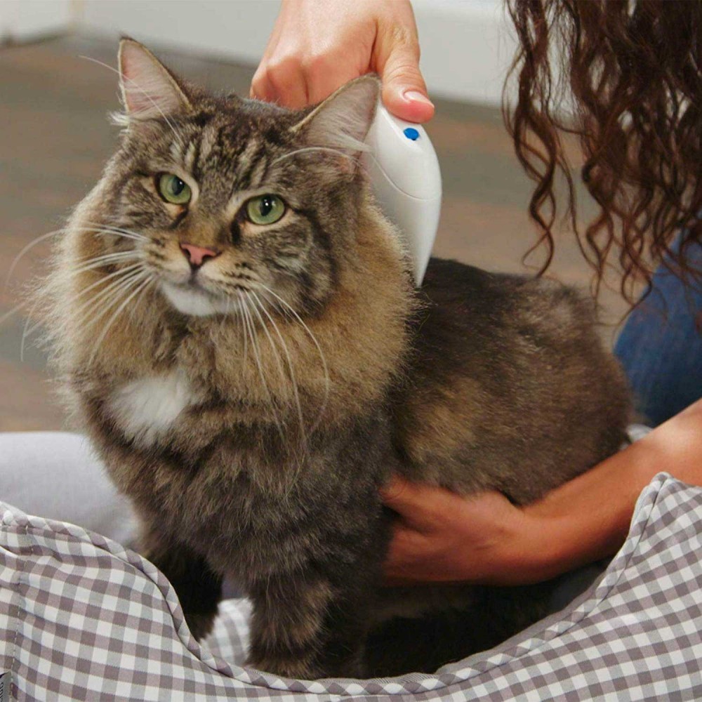 ovuli e parassiti nei gatti