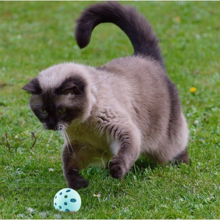 Lettiera Toilette per Gatti 37x27x8.5H cm con Scodella Paletta e Pallina 80500